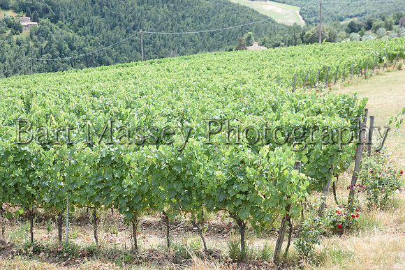 Chianti (215 of 387)