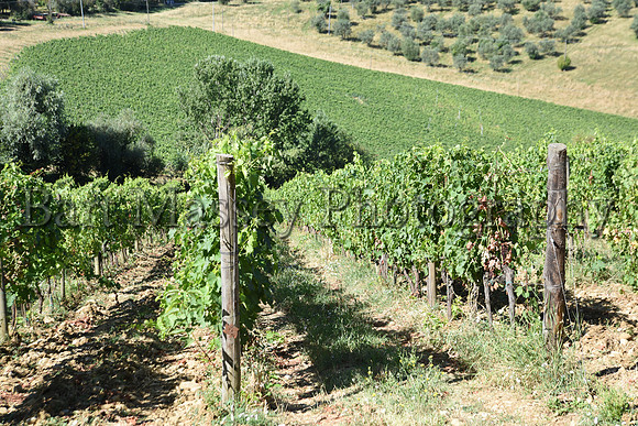Chianti (30 of 387)