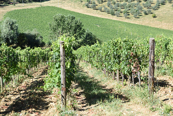 Chianti (29 of 387)