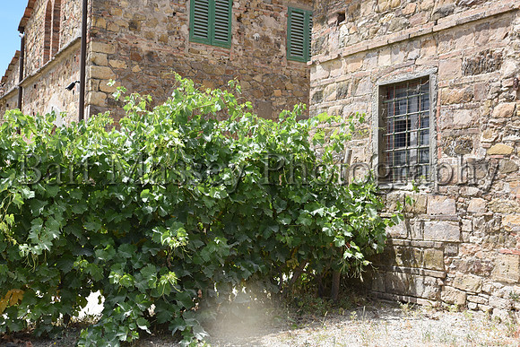 Chianti (225 of 387)