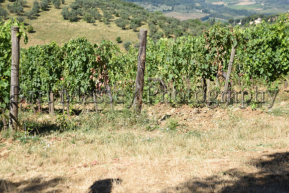 Chianti (34 of 387)