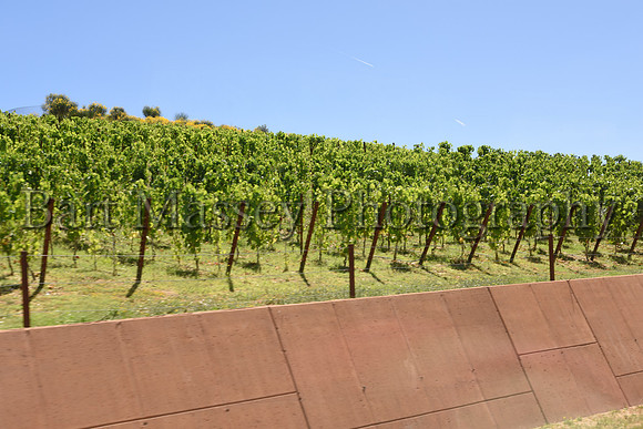 Chianti (113 of 387)