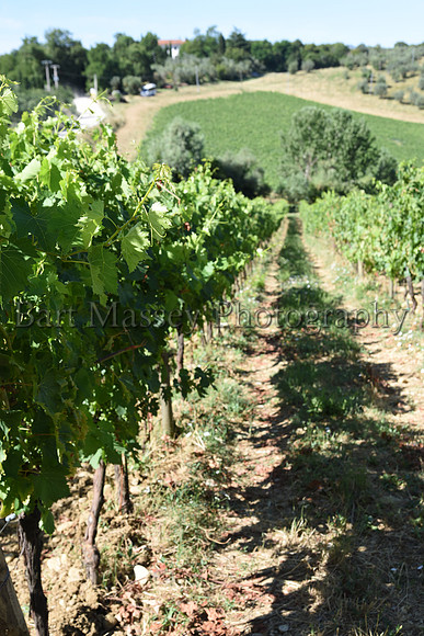 Chianti (39 of 387)