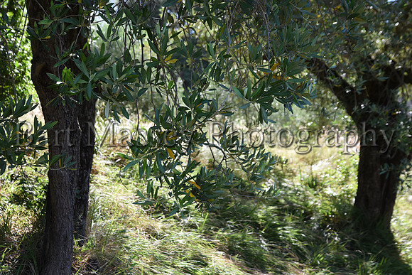 Chianti (38 of 387)