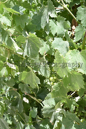 Chianti (232 of 387)