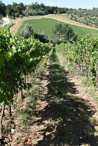 Chianti (40 of 387)