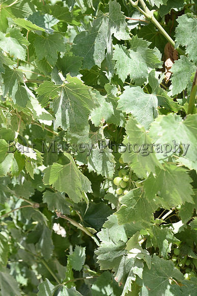 Chianti (232 of 387)